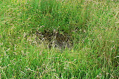 Unkengewässer im Münsterbachtal © Biologische Station Städteregion Aachen e.V.