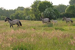 Koniks © NABU-Naturschutzstation