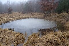 Dank der Wasser stauenden Pseudogleye im Untergrund ist der Kottenforst reich an Stillgewässern © Biologische Station Bonn/Rhein-Erft