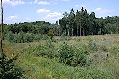 Sturmschadensflächen sind interessante Sonderbiotope im Wald © Biologische Station Bonn / Rhein-Erft