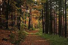 Stiller Weg durch den Buchenwald © Regionalforstamt Siegen-Wittgenstein