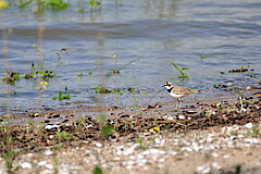 Flussregenpfeifer © Naturschutzzentrum im Kreis Kleve e.V.