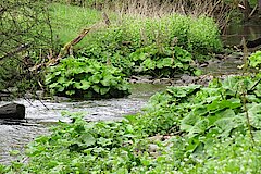 Artenreiches Kalltal © Biologische Station Düren