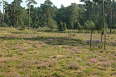 Wacholderheide © NABU-Naturschutzstation Münsterland e.V.