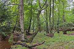 Naturnaher Erlenauwald © Joachim Drüke