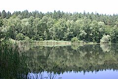 Obersee Schilfufer © Biologische Station Bonn / Rhein-Erft