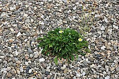 Eine Wiesenmargerite hat sich auf dem kiesigen Ufer als Pionier angesiedelt © Naturschutzzentrum im Kreis Kleve e.V.