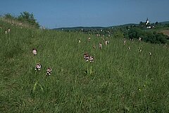 Der Kuttenberg © Biologische Station im Kreis Euskirchen