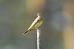 Baumpieper © Biologische Station Kreis Paderborn-Senne