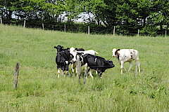 Landbewirtschaftung in der Aue: Kühe © Biologische Station Oberberg