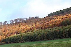 Farbenspiel im Herbst © Michaela Fedeli