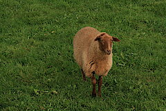 Landschaftspflege durch Schafe © Regionalforstamt Siegen-Wittgenstein