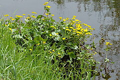 Sumpfdotterblumen an der Ems © Biologische Station Gütersloh-Bielefeld