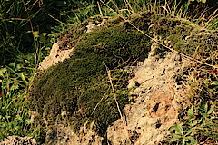 Primärvegetation auf Felsen © Regionalforstamt Siegen-Wittgenstein