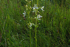 Grünliche Waldhyazinthe © Ursula Siebel