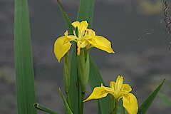 Gelbe Schwertlilie © NaturFreunde Düsseldorf e.V.