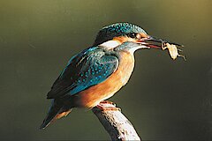 Der Eisvogel brütet hier © Stefan Wenzel