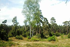 Wacholderheide © NABU-Naturschutzstation Münsterland e.V.