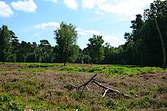 Blühende Heide © Birgit Königs