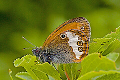 Weißbindiges Wiesenvöglein © Frank Grawe