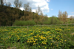 Feuchtwiese mit Sumpfdotterblume © Biologische Station Oberberg