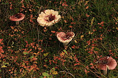 Heidelbeere und Pilzsymbiose © Regionalforstamt Siegen-Wittgenstein