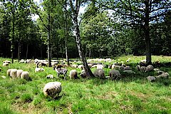 Schafbeweidung in der Ohligser Heide © Biologische Station Mittlere Wupper