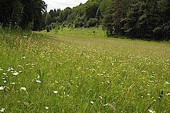 Lampertstal © Biologische Station im Kreis Euskirchen e.V.