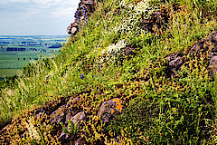 Pflanzengesellschaft auf Felsen © Frank Grawe