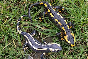 Feuersalamander