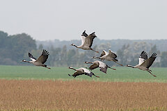 Kraniche auf dem Durchzug © K. Karkow