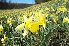 Narzissenblüte © Naturpark Nordeifel e.V.