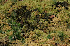 Sternmoos © Regionalforstamt Siegen-Wittgenstein