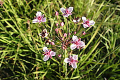 Schwanenblume © Naturschutzzentrum im Kreis Kleve e.V.