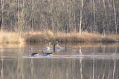 Wasservögel brüten hier © NABU NRW