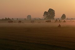 Kühe im morgendlichen Nebel © Daniel Doer