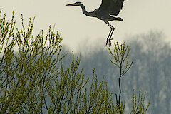 Landender Graureiher © Frank Grawe