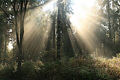 Beim Waldspaziergang © Regionalforstamt Siegen-Wittgenstein