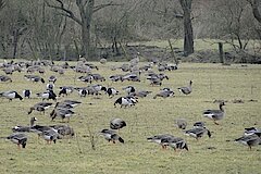 Blässgänse und Weißwangengänse © Naturschutzzentrum im Kreis Kleve e.V.