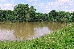 Typisch: Wiesen und Bäume sind überschwemmt © Biologische Station Bonn / Rhein-Erft