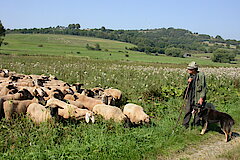 Schafherde in den Nuhnewiesen © Biologische Station HSK