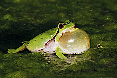 Laubfrosch bei der Balz © Landschaftsstation im Kreis Höxter e.V.