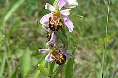 Bienen-Ragwurz © Naturschutzzentrum Märkischer Kreis e.V.