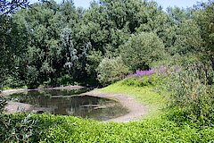 Kolk im Auwald Dornicksche Ward © Naturschutzzentrum im Kreis Kleve