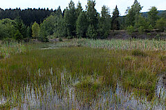 Grosser Weiher mit Rohrkolbenröhricht © Biologische Station Siegen-Wittgenstein