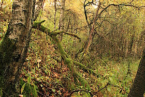 Lichter Wald mit Totholz ist Lebensraum für Pflanzen und Tiere