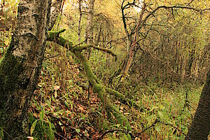 Lichter Wald mit Totholz ist Lebensraum für Pflanzen und Tiere