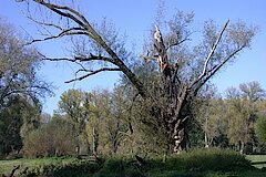 Bäume dürfen in der Siegaue in Würde altern und sterben © Biologische Station Bonn / Rhein-Erft