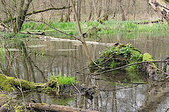 Bruchwald hinter dem Kloster © Haus der Natur, Biologische Station im Rhein-Kreis Neuss e.V.