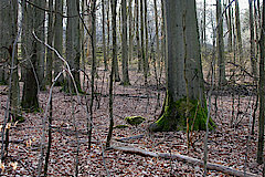 Blick zur Blockhalde © Ursula Siebel